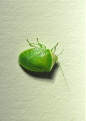 Glaucias