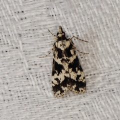 Eudonia aphrodes