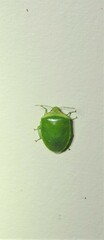 Glaucias