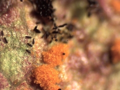 Phragmidium violaceum