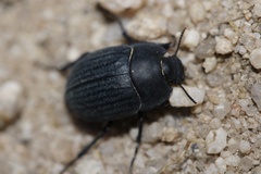 Eusattus reticulatus