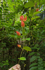 Passiflora coccinea