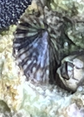 Siphonaria naufragum