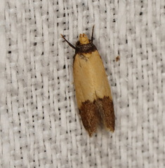 Heteroteucha dichroella