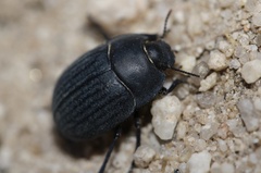 Eusattus reticulatus