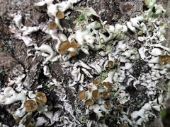 Hypogymnia enteromorpha