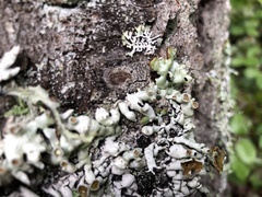 Hypogymnia enteromorpha