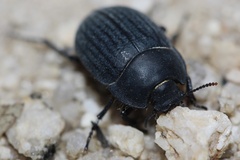 Eusattus reticulatus