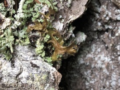 Tuckermanopsis chlorophylla