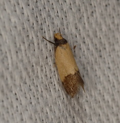 Heteroteucha dichroella