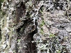Cladonia transcendens
