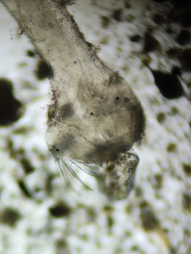 Krohnittidae