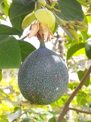 Passiflora ligularis ligularis