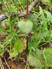 Phacelia parryi