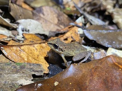 Pristimantis fenestratus