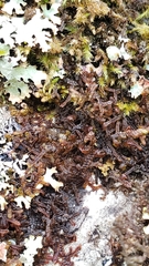 Frullania nisquallensis