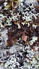 Frullania nisquallensis