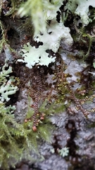 Frullania nisquallensis