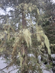 Usnea cavernosa