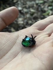 Oxysternon conspicillatum