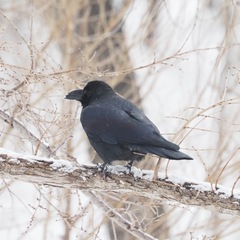 Corvus macrorhynchos japonensis