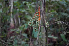 Chamaedorea tepejilote image