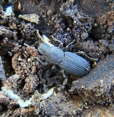 Nyctoporis cristata