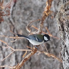 Parus minor