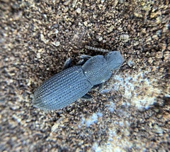 Nyctoporis cristata