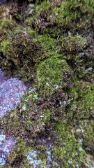 Dicranum montanum