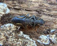 Nyctoporis cristata