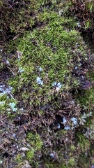 Dicranum montanum