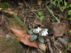 Pseuderanthemum variabile