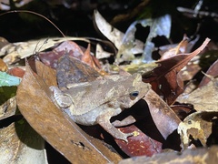 Rhinella castaneotica