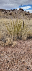 Yucca baileyi