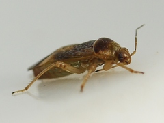 Agnocoris pulverulentus