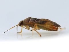 Agnocoris pulverulentus