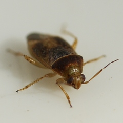 Agnocoris pulverulentus