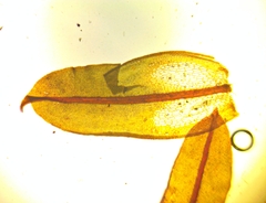 Syntrichia cainii