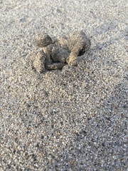Montagnea arenaria