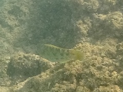 Thalassoma trilobatum