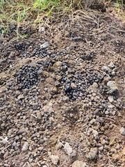 Boselaphus tragocamelus