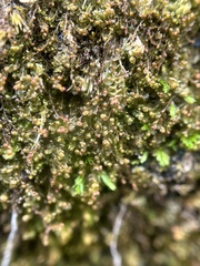 Odontoschisma fluitans