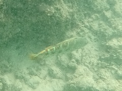 Thalassoma trilobatum