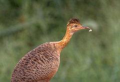 Rhynchotus rufescens