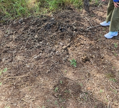 Boselaphus tragocamelus