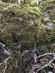 Odontoschisma fluitans