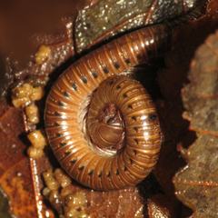 Parajulidae
