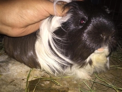 Cavia porcellus