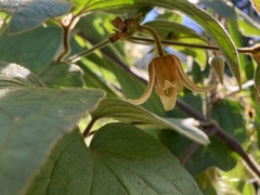 Clematis leschenaultiana